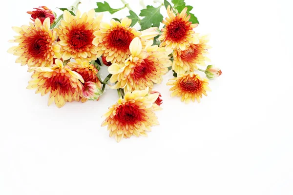 Chrysanthemum Flowers Isolated White Background — Stock Photo, Image