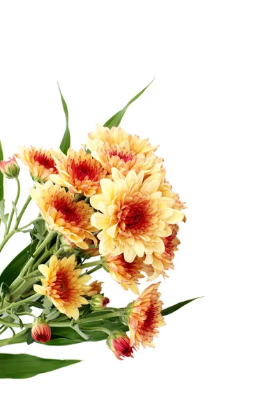 Chrysanthemum Flowers Isolated White Background — Stock Photo, Image