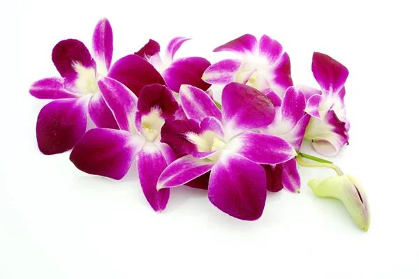 Belas Flores Orquídea Fundo Branco — Fotografia de Stock
