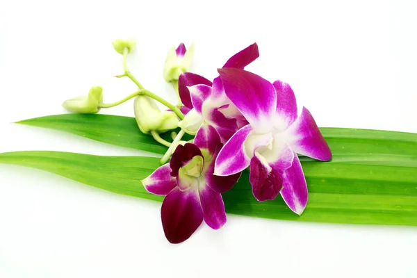 Belas Flores Orquídea Fundo Branco — Fotografia de Stock