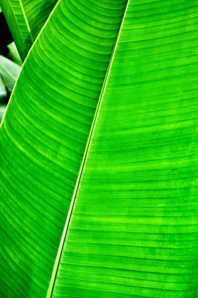 Vista Cercana Textura Hoja Verde — Foto de Stock