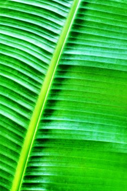 Yaprak yeşil doku görünümü kapatın