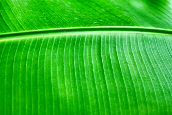Vista Perto Textura Folha Verde — Fotografia de Stock
