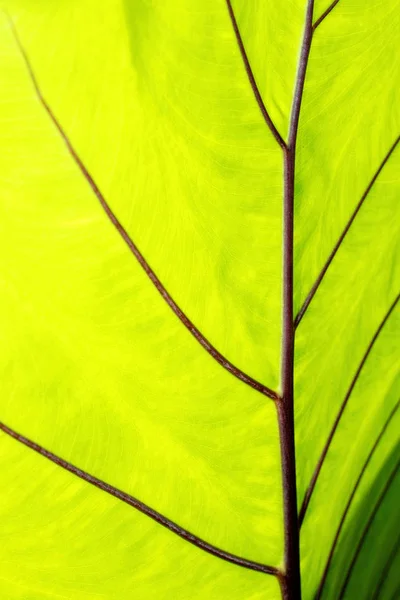 Close Van Groene Blad Textuur — Stockfoto