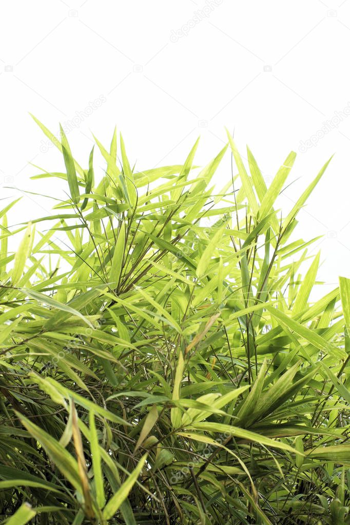 Close up view of green bamboo leaves