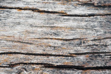  Ağaç kabuğu doku görünümü kapatın