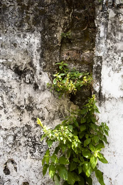 Vecchio Muro Cemento Con Erbacce Sfondo — Foto Stock