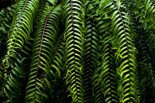 Čerstvé Zelené Listy Pozadí — Stock fotografie