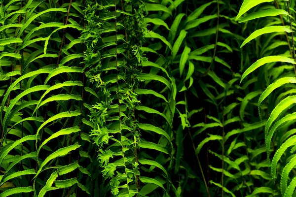 Frische Grüne Blätter Für Den Hintergrund — Stockfoto
