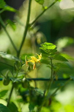 Canlı Yeşil Arkaplan Üzerine Domates Çiçeğinin Yakın Çekimi