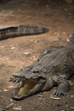 Tayland 'daki Timsah Çiftliğinde Dinlenen Timsahlar