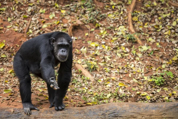 Retrato Frontal Chimpancé Joven — Foto de Stock