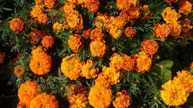 Park turuncu çiçekler