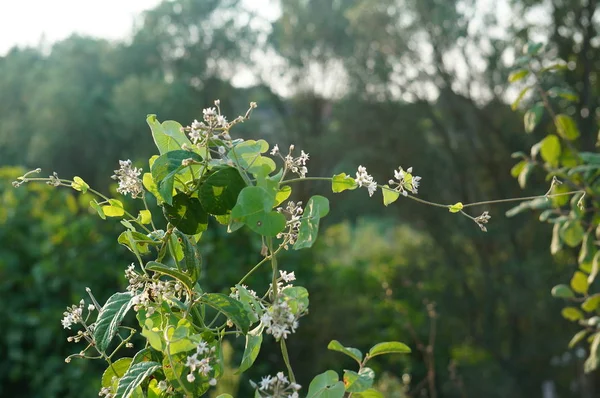 Grüner Strauch Mit Blumen — Stockfoto