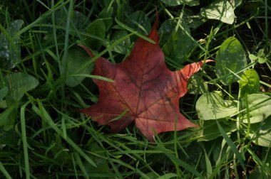 yaz aylarında parkta çim üzerinde kırmızı akçaağaç yaprağı