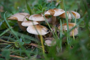 Yeşil çimenlerin arasına saklanmış mantarlar