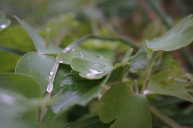 Parktaki yeşil bir yaprağın üzerindeki çiy tanesi