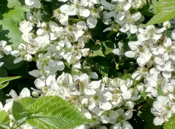 Belas Flores Amora Branca Verão — Fotografia de Stock