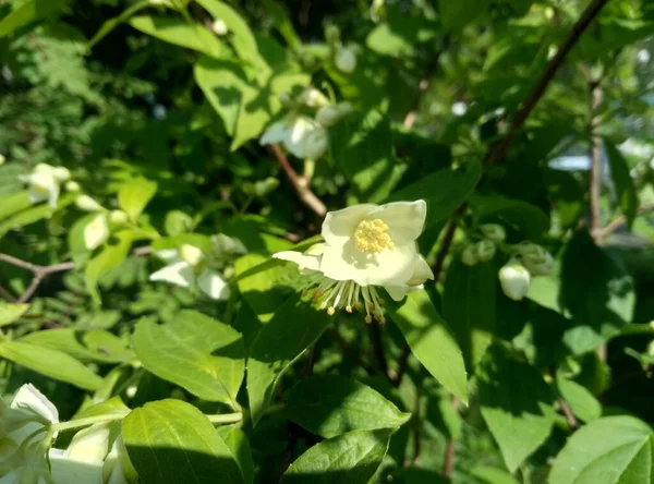 Красиві Білі Квіти Жасмину Влітку — стокове фото