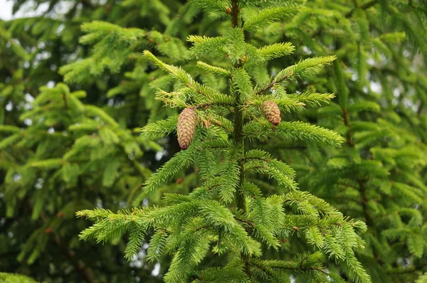 Green Fluffy Tree Branch Summer — Stock Photo, Image