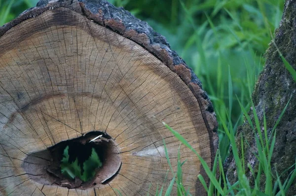Wooden Log Whith Hole — Stock Photo, Image