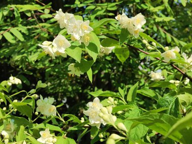 Yazın güzel beyaz yasemin çiçekleri