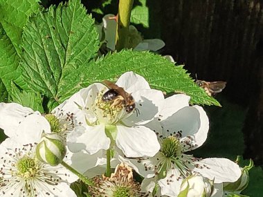 Yazın güzel beyaz böğürtlen çiçekleri üzerinde eşekarısı