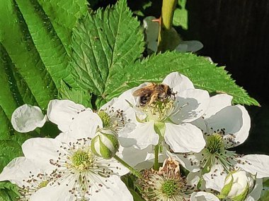 Yazın güzel beyaz böğürtlen çiçekleri üzerinde eşekarısı