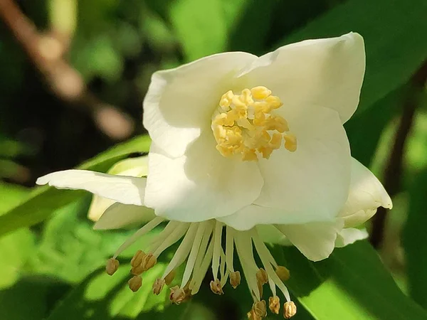 Schöne Weiße Jasminblüten Sommer — Stockfoto