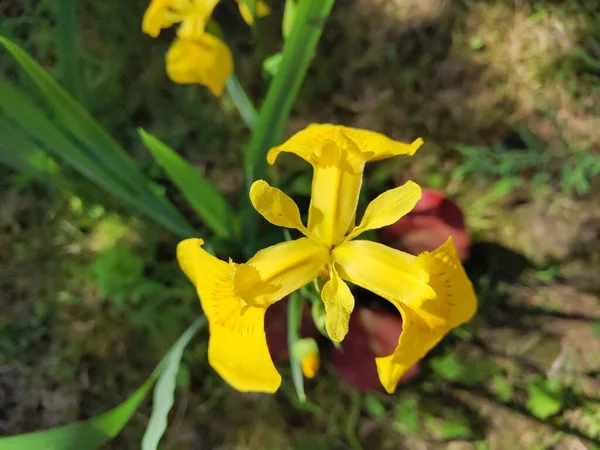 Iris Jaunes Dans Parc Été — Photo