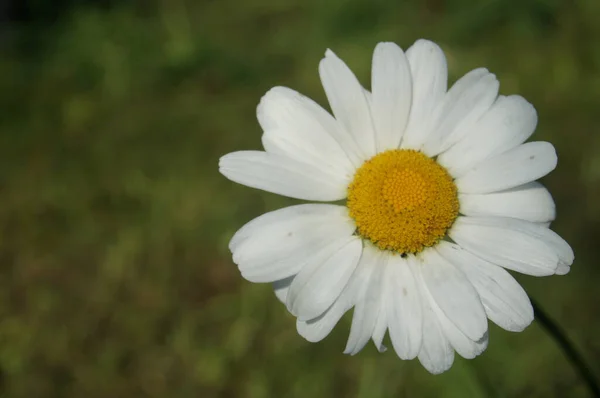 Pequena Margarida Bonito Parque Verão — Fotografia de Stock