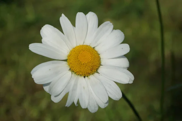 Petite Marguerite Mignonne Dans Parc Été — Photo