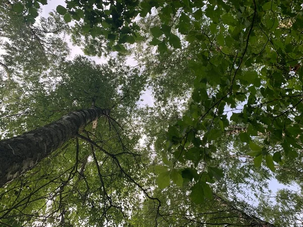 Sky Trees Summer — Stock Photo, Image