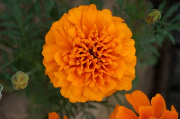 Gele Bloemen Zomer Het Park — Stockfoto