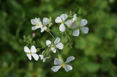 Yazın parkta güzel narin bir çiçek.