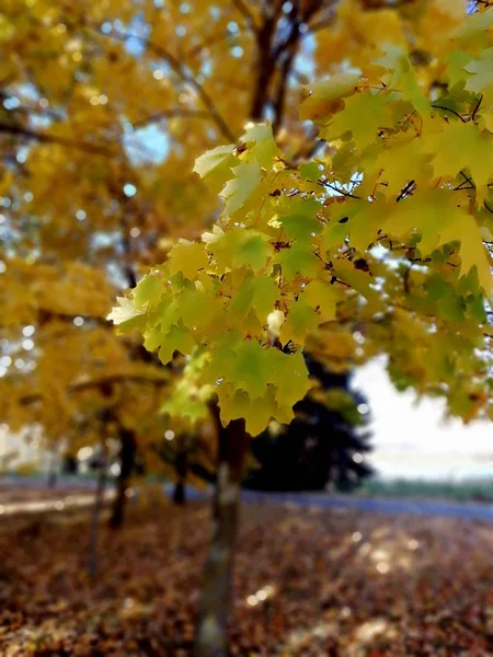 Rama Arce Bosque Otoño —  Fotos de Stock