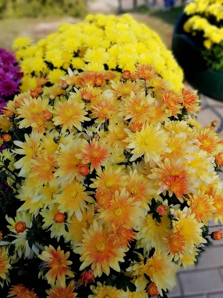 Buquê Laranja Amarelo Belo Crisântemo — Fotografia de Stock