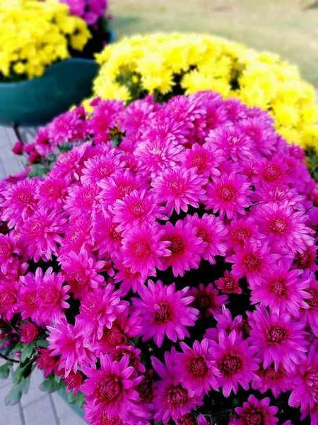 Bouquet Rosa Viola Bellissimo Crisantemo — Foto Stock