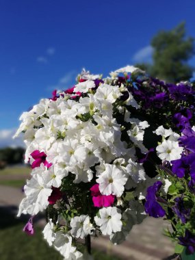 güneşli bir günde mavi gökyüzüne karşı güzel petunyalar çağlayan