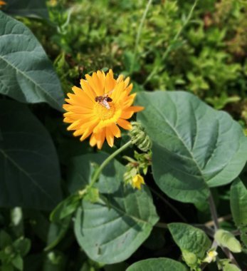 bahçede bir sonbahar çiçek tarh Üzerinde bir arı ile calendula güzel turuncu çiçek