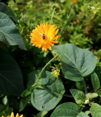 bahçede bir sonbahar çiçek tarh Üzerinde bir arı ile calendula güzel turuncu çiçek