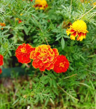 bahçede bir sonbahar çiçek tarhÜzerinde güzel parlak kadife çiçeği