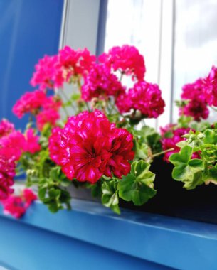 Pencere dekorasyonu için parlak güzel kırmızı sardunya dışında.