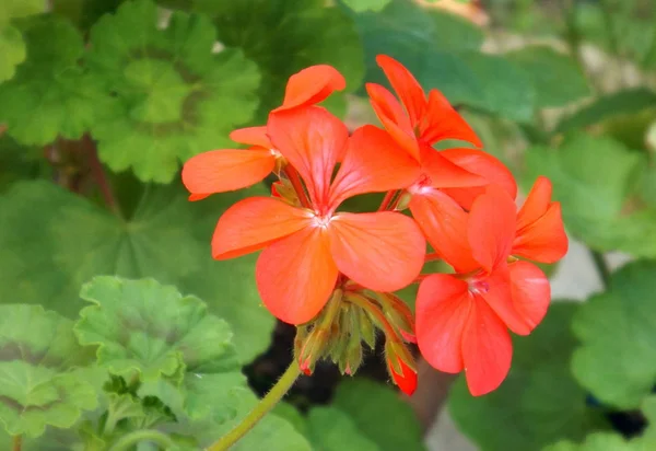 Pelargonien Blühen Großaufnahme Auf Einem Sommerbeet Garten Verschwommener Hintergrund — Stockfoto