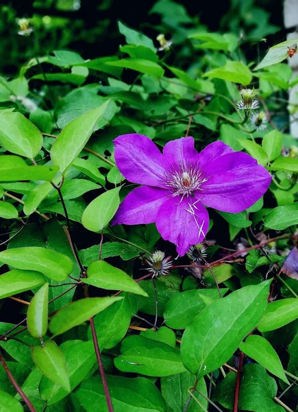 Eine Violette Blüte Der Clematis Auf Einem Hintergrund Aus Grünen — Stockfoto