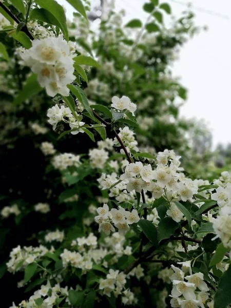 Lush flowering bush of white mock-up, close-up