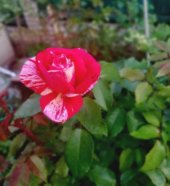 Linda Rosa Vermelha Jardim Com Fundo Embaçado Close — Fotografia de Stock