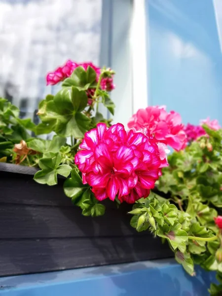 Ljus Vacker Röd Geranium För Fönsterdekoration Utanför — Stockfoto