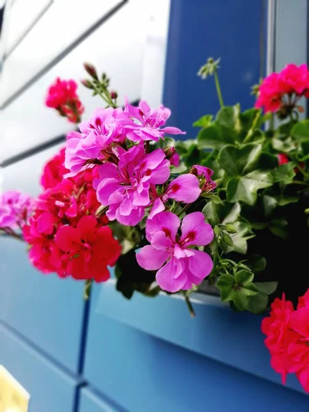 Leuchtend Schöne Dunkelrosa Und Rote Geranien Für Die Fensterdekoration Von — Stockfoto