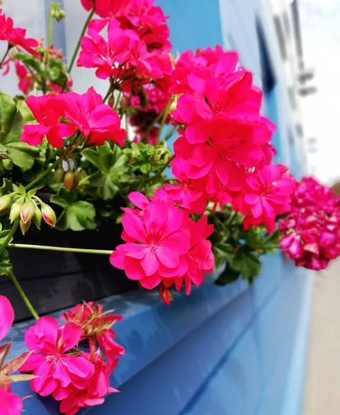 Ljus Vacker Röd Geranium För Fönsterdekoration Utanför — Stockfoto